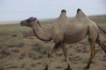 Camel in Baikonur 