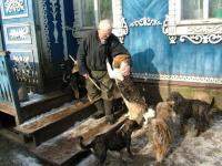 Dogs in Russian village