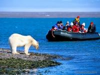 See white bears in North Pole