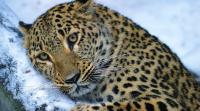 Far Eastern leopard
